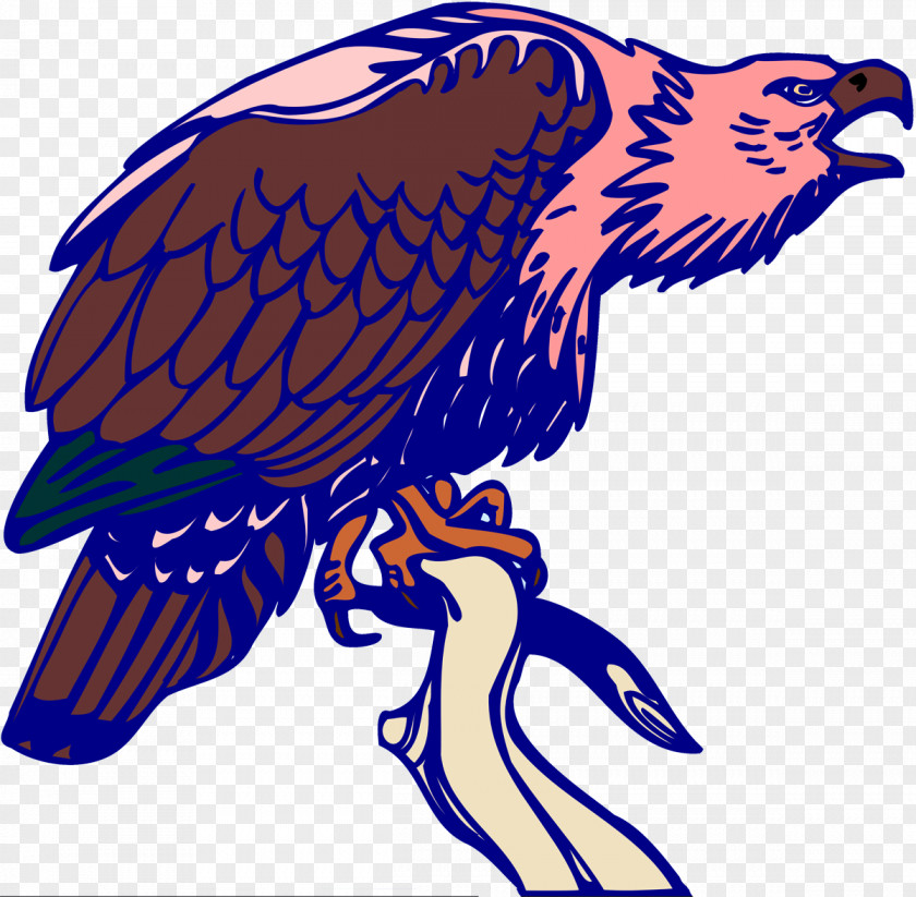 Vulture Bird Of Prey Bald Eagle PNG