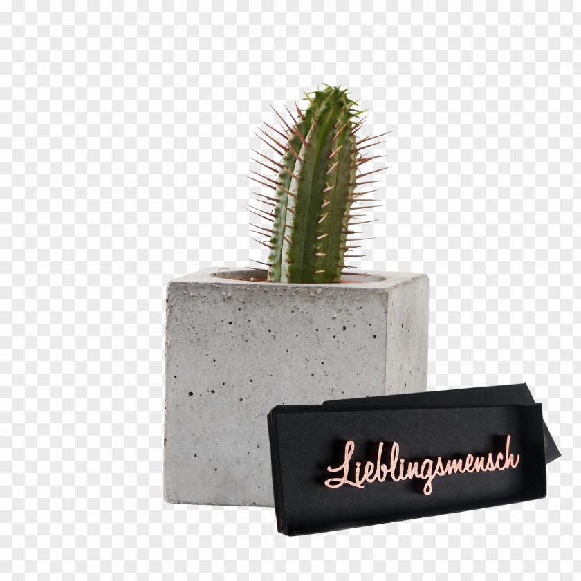 Cactus Mathematics Berlin Calculation Giessen PNG