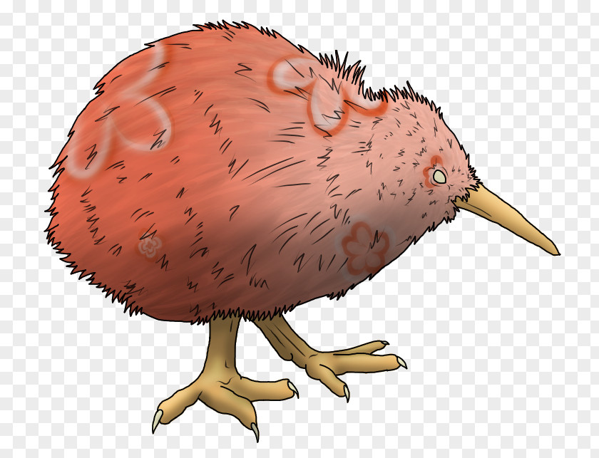 Chicken Beak Bird Fauna PNG