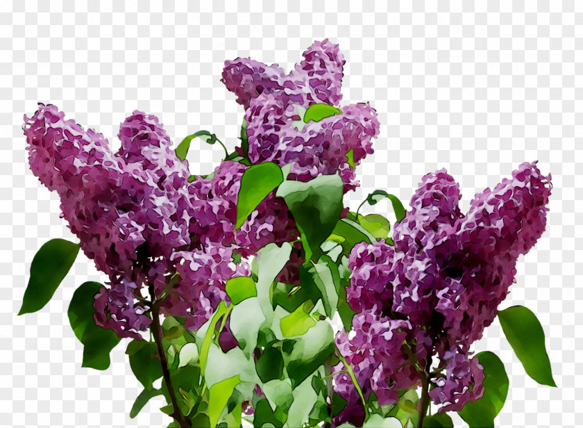 Common Lilac Clip Art Flower PNG
