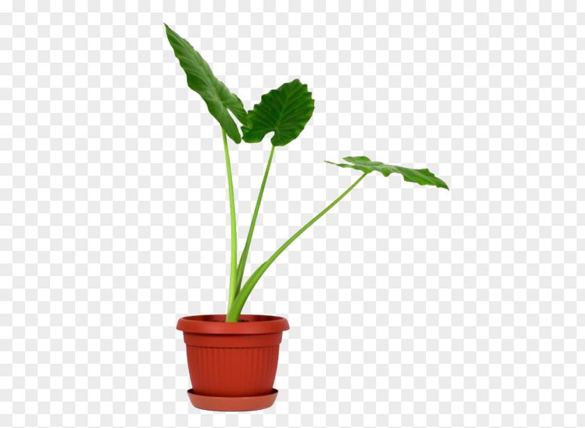 Giant Taro Plant Stem Flowerpot PNG