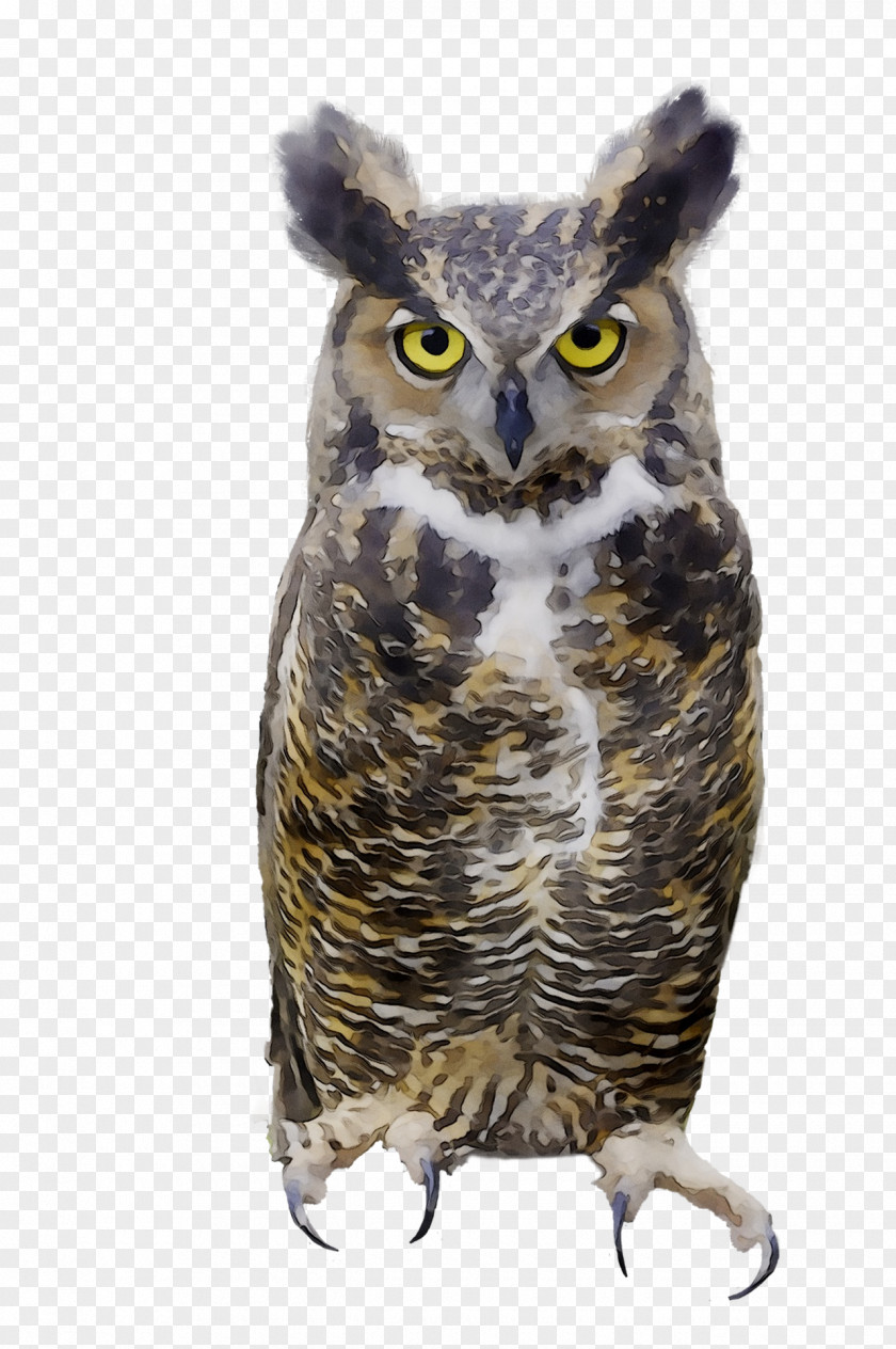 Great Grey Owl Beak PNG