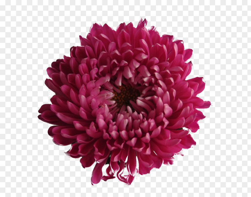 Islam Floral Chrysanthemum Image File Formats Clip Art PNG