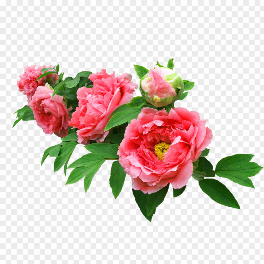 Peony Real Bonus Moutan Garden Roses Flower PNG