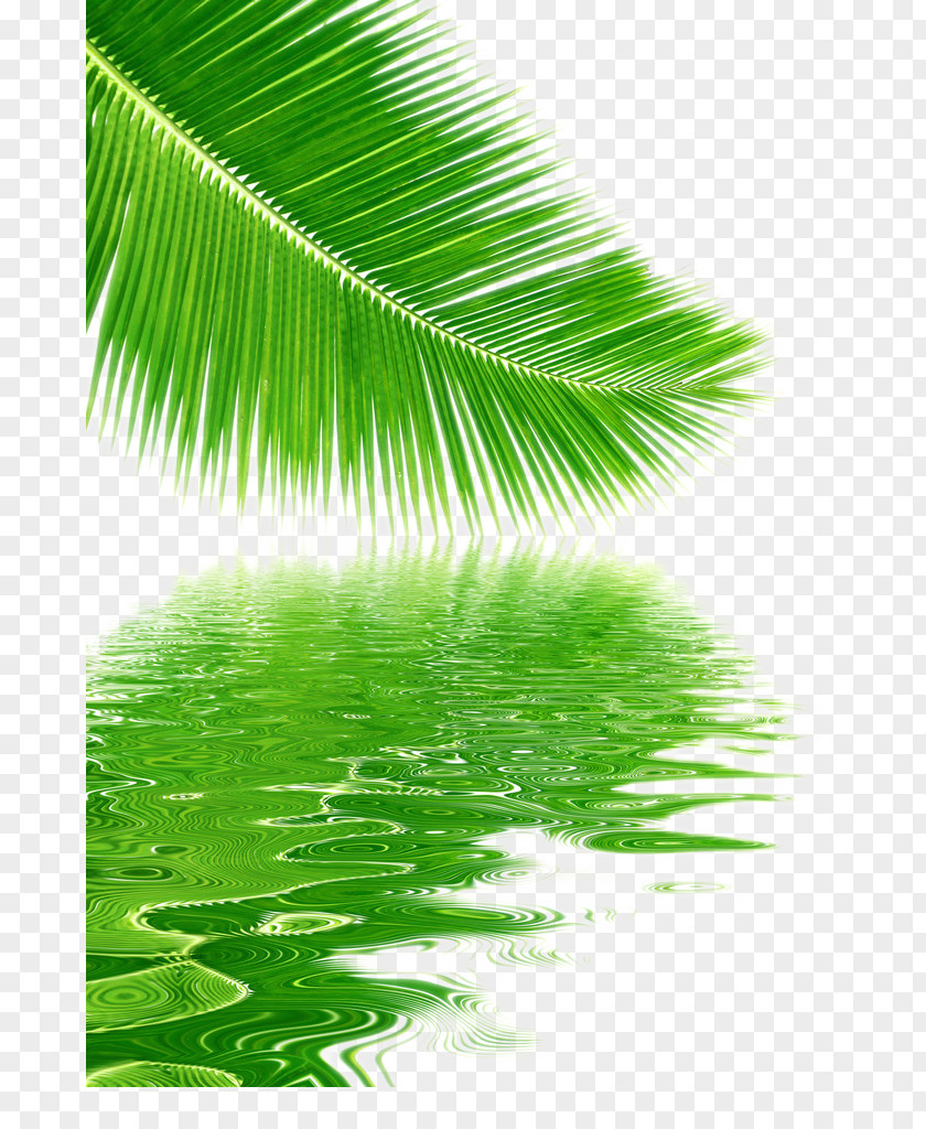 Reflection Coconut Leaves Picture Material Tree Leaf PNG
