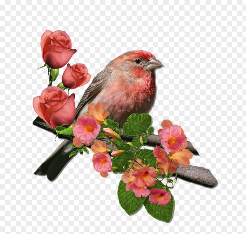 Rose House Finch Finches Wren Northern Cardinal PNG