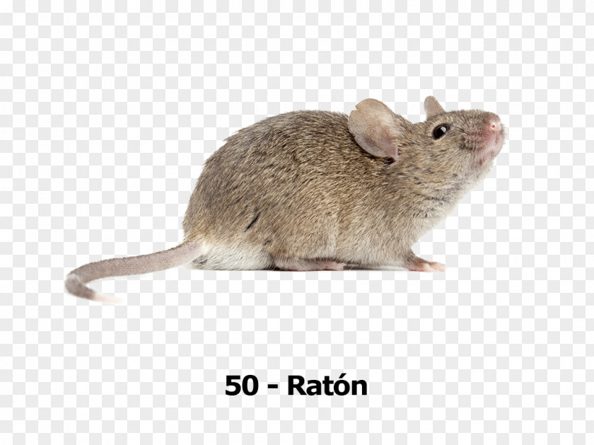 Computer Mouse Stock Photography PNG