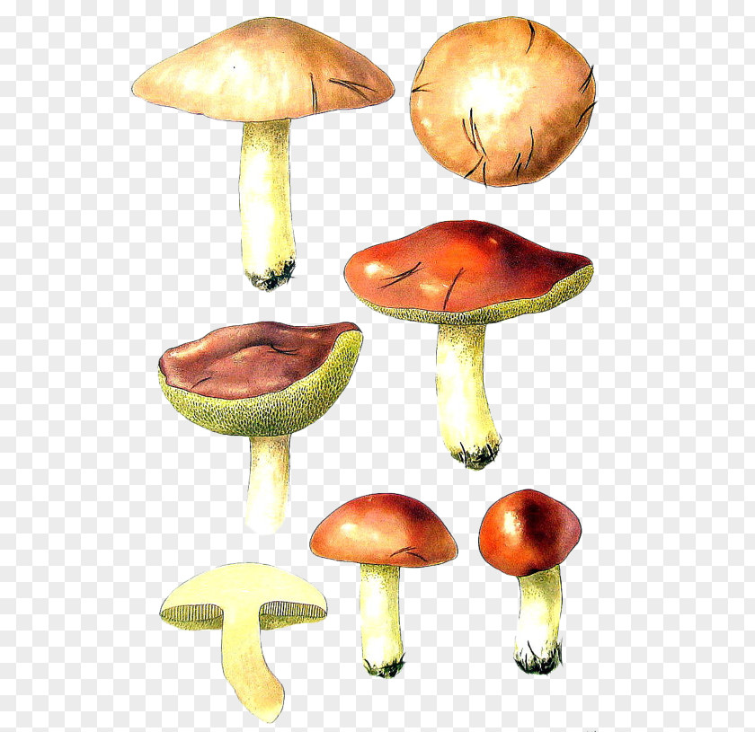 Hand-painted Mushroom Mushrooms Bird Fungus Shiitake PNG