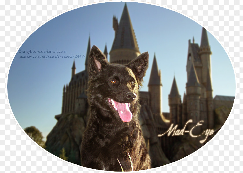 Mad Eyes Dog Breed Schipperke The Wizarding World Of Harry Potter Universal's Islands Adventure Snout PNG