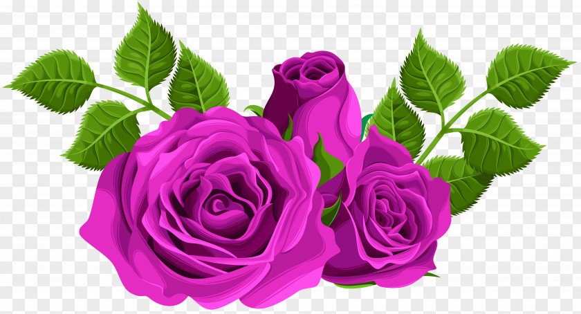 Purple Roses Decorative Clip Art Image File Formats Lossless Compression PNG