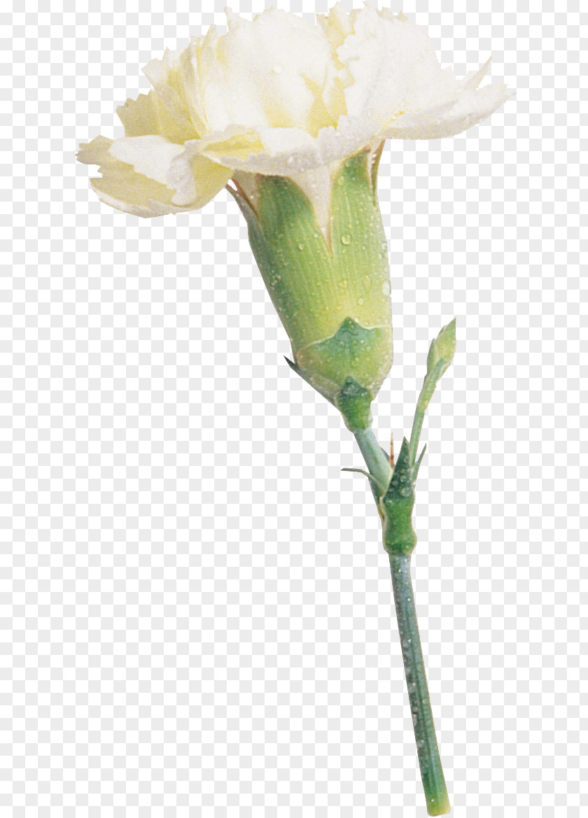 Rose Blue Carnation Cut Flowers PNG