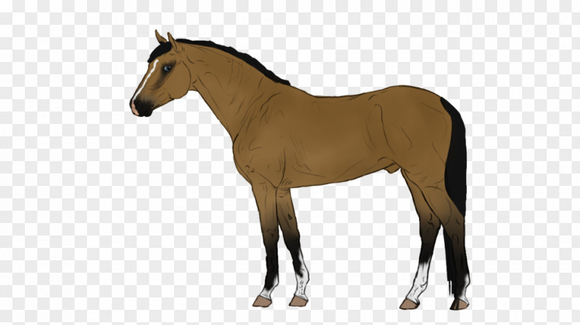 Animated Horse Pictures Belgian Warmblood Danish Mare Breed PNG