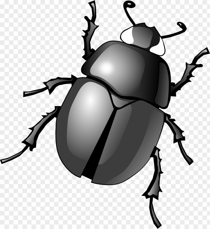 Beetle Dung Clip Art PNG
