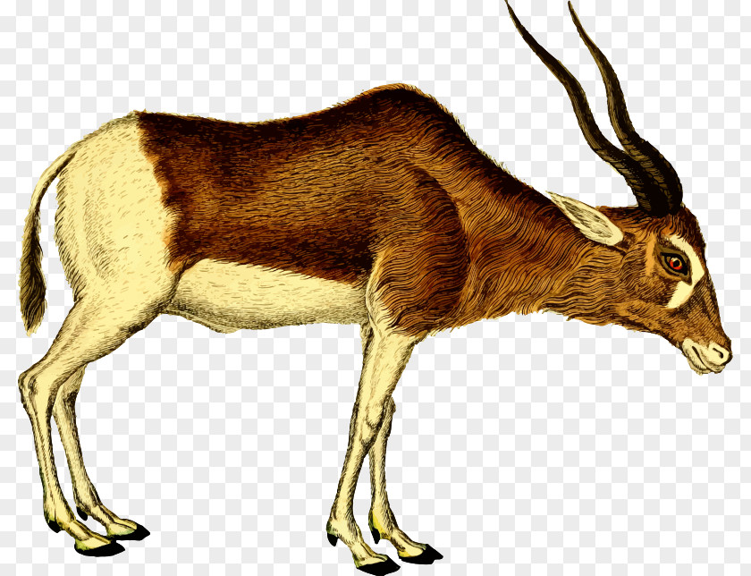 Clipped Antelope Pronghorn Deer Clip Art PNG