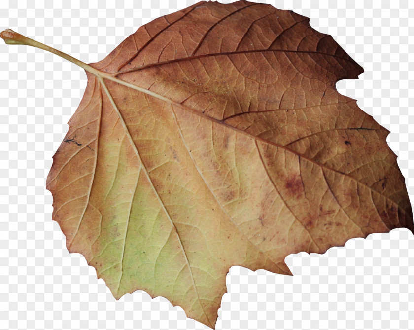 Leaves PNG