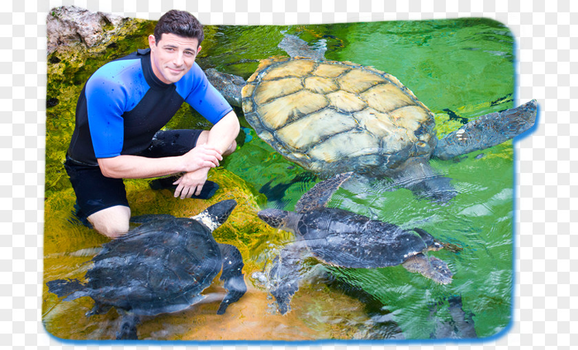 Matthew 724 Orlando SeaWorld Parks & Entertainment Tortoise NYSE:SEAS PNG