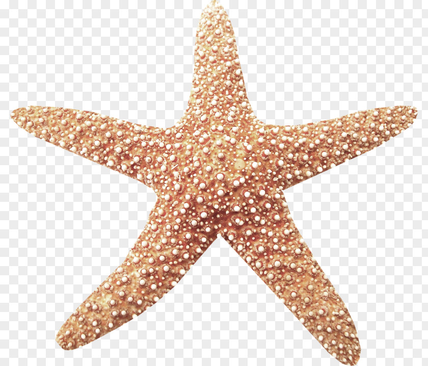A Starfish Clip Art PNG