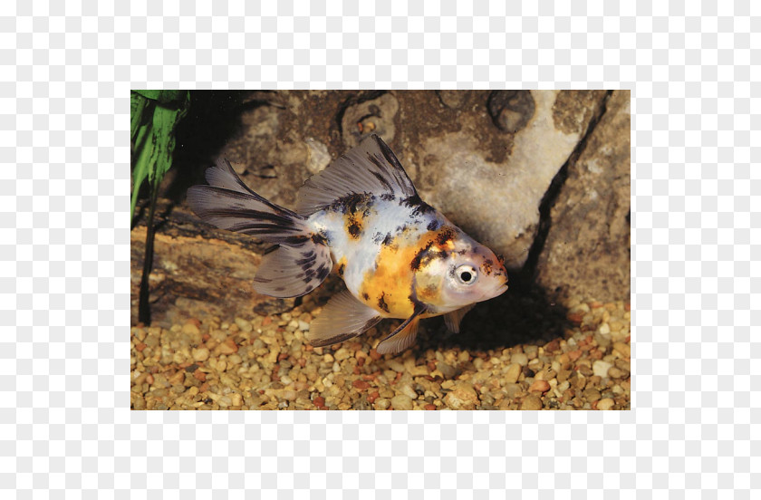 Carassius Auratus Goldfish Koi Fauna PNG