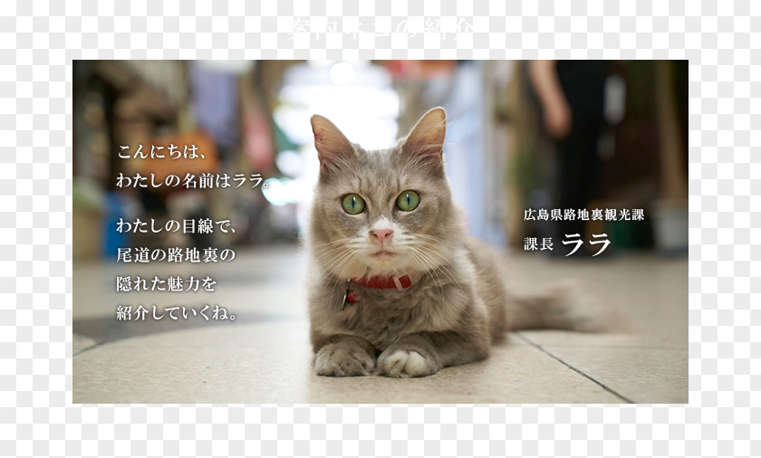 Cat 猫の細道 Tourism Map Google Street View PNG