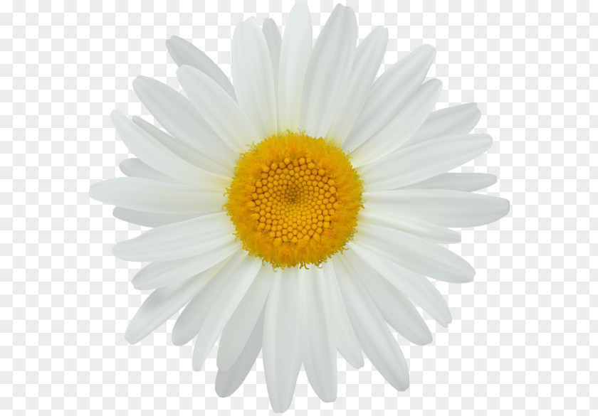 Daisy Clip Art Photography PNG
