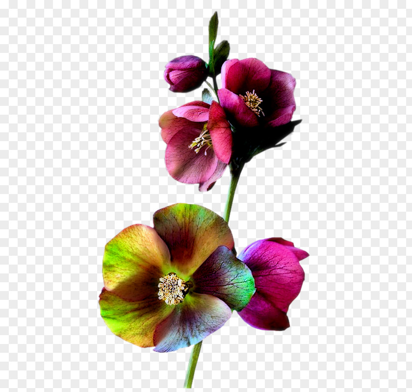Flower Cut Flowers Plant Stem Petal Clip Art PNG