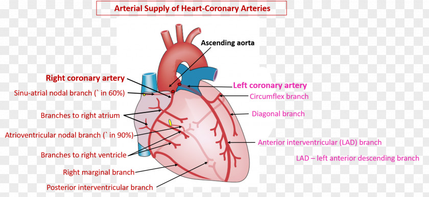 Heart Coronary Circulation Arteries Right Artery PNG