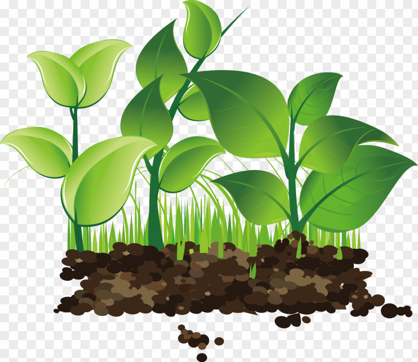 Illustration Design Image Vector Graphics Sprouting PNG