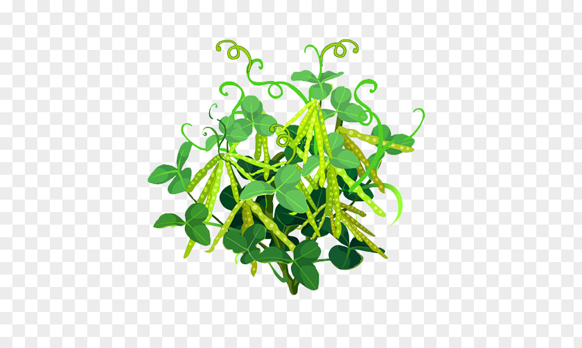 Pea Pod Plant Snow Vegetable Leaf PNG