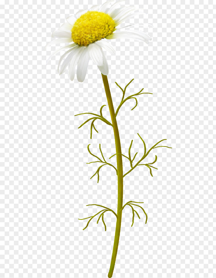Strawflower Helichrysum Image Chrysanthemum Flower Download PNG