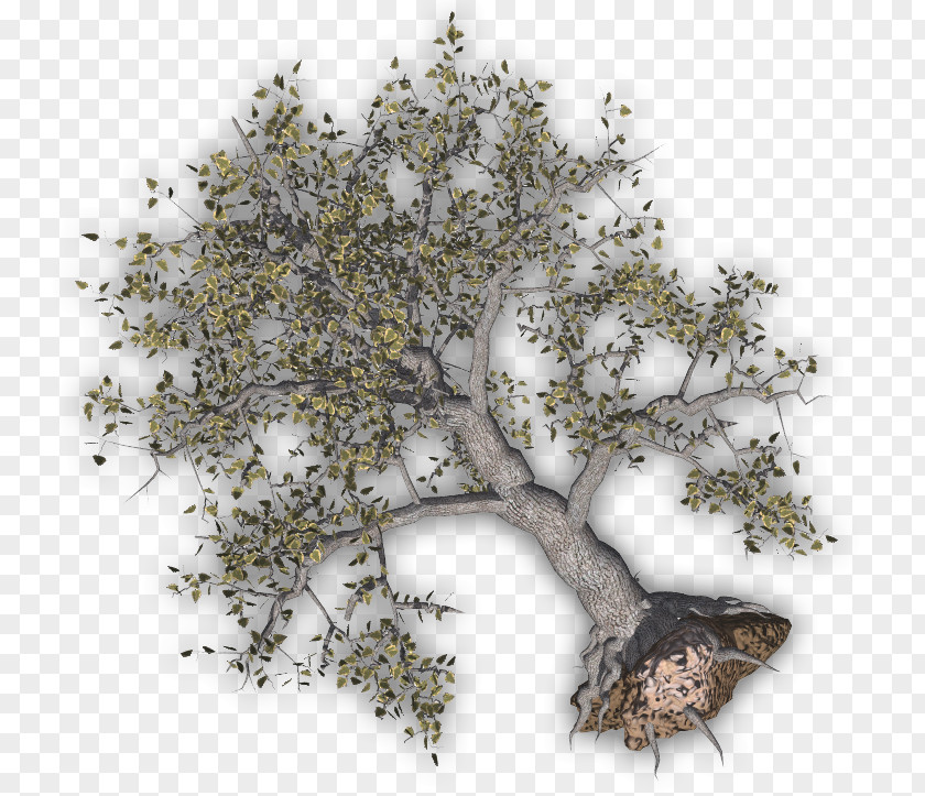 Tree Damage Cliparts Twig Clip Art PNG