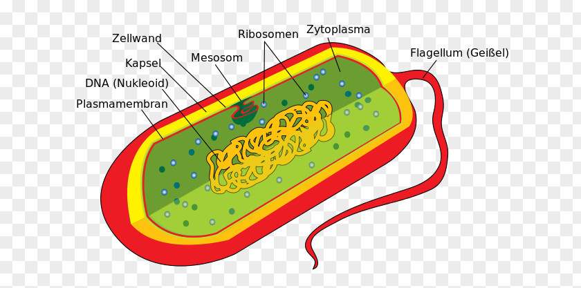 Bacteria Diagram Bacterial Cell Structure Ribosome Prokaryote PNG