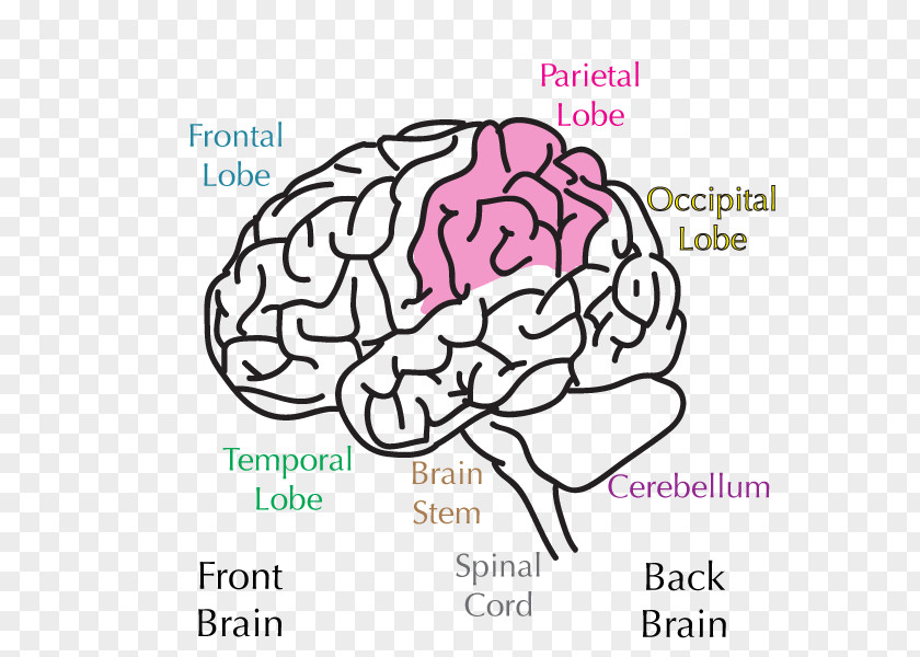 Brain Lobes Of The Parietal Lobe Bone Frontal PNG
