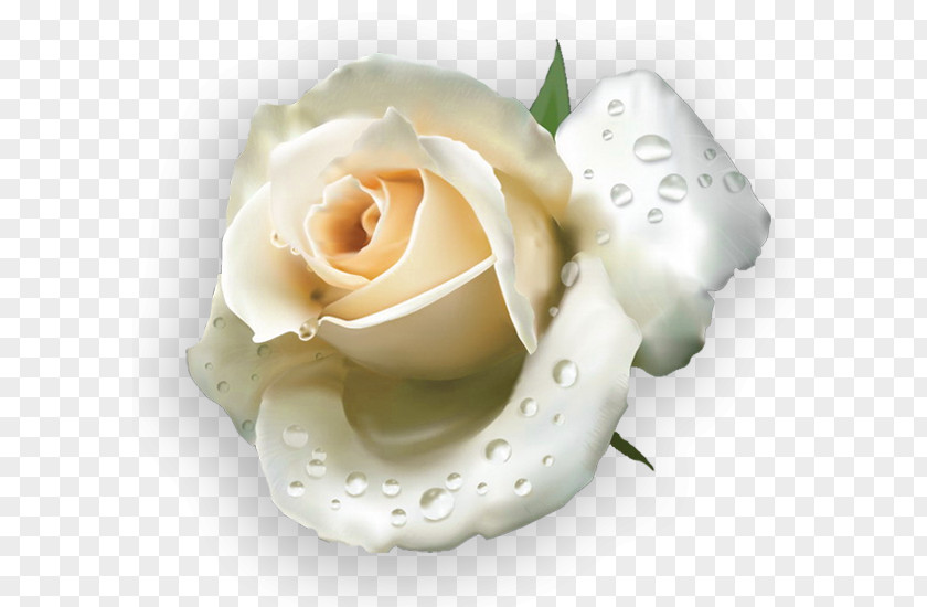 Hoa Garden Roses Les Blanches Yandex Search PNG