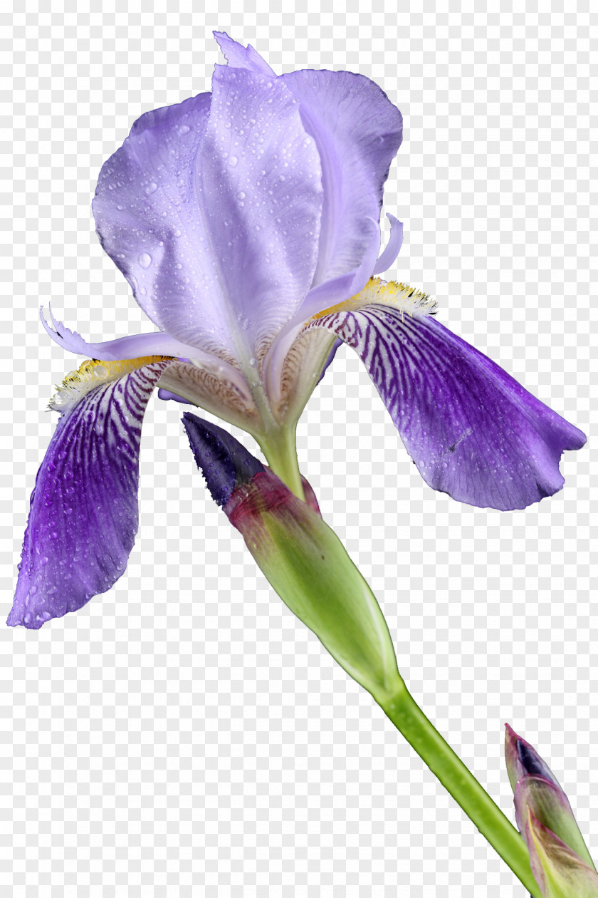Iris Cut Flowers Lilium Croatica PNG
