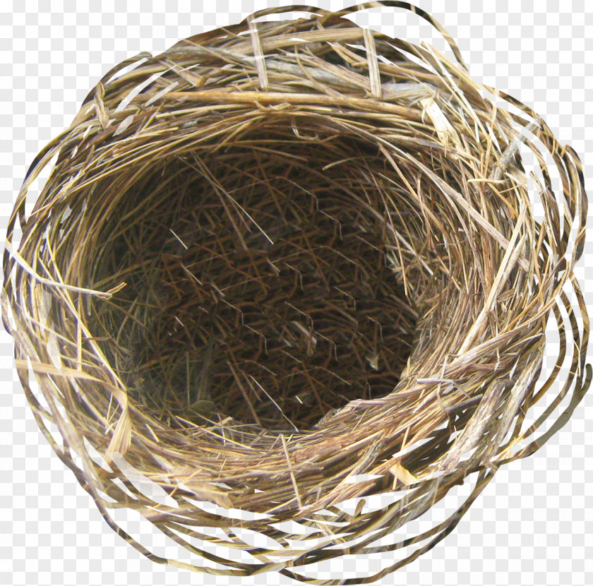 Nest Easter Egg Bird PNG