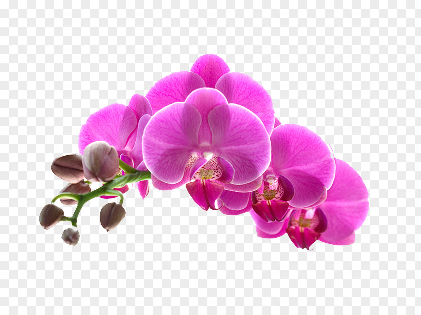 Plum Petals Orchids Flower Stock Photography Getty Images PNG