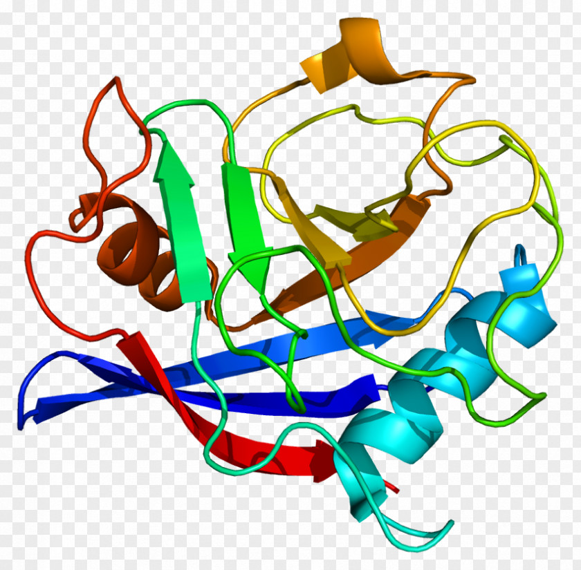 PPIE Wikipedia Peptidylprolyl Isomerase E (cyclophilin E) Protein PNG