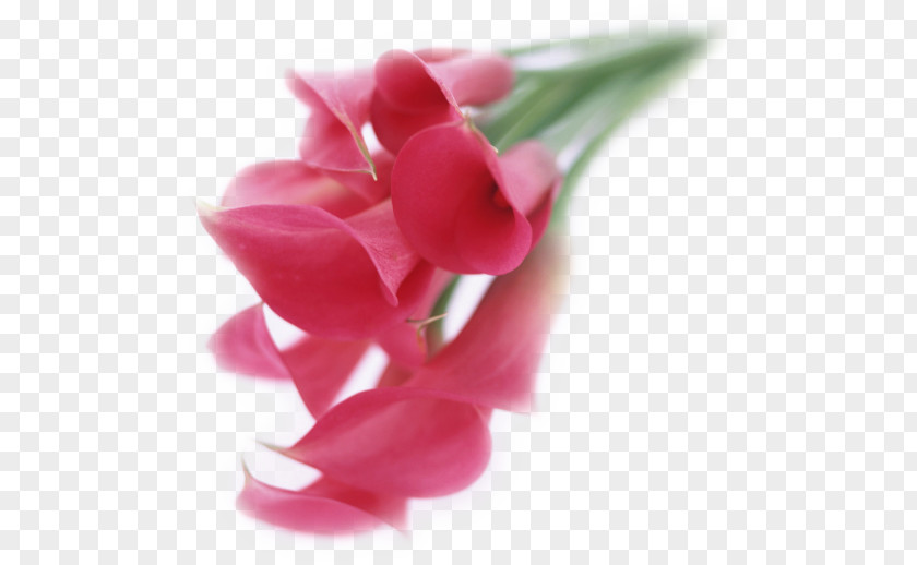 Tulip Digital Illustration Flower Bouquet PNG