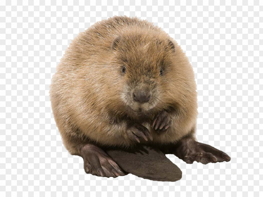 Beaver Clip Art PNG