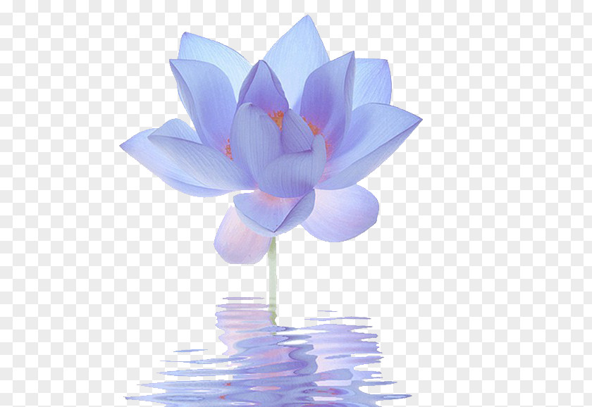 Blue Lotus Nelumbo Nucifera Egyptian Flower Lilium PNG