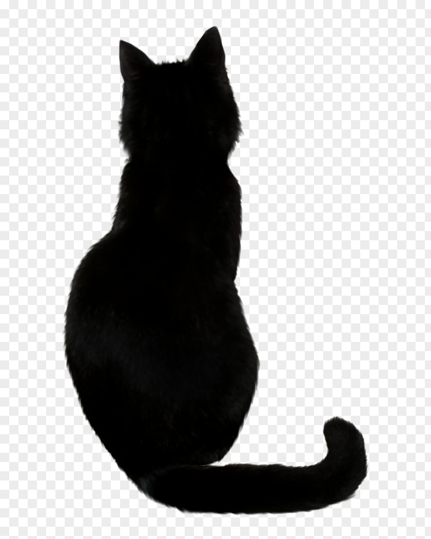 Cat Black Drawing Kitten PNG