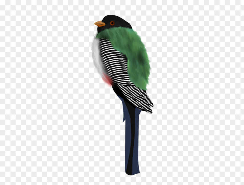 Feather Parakeet Beak PNG