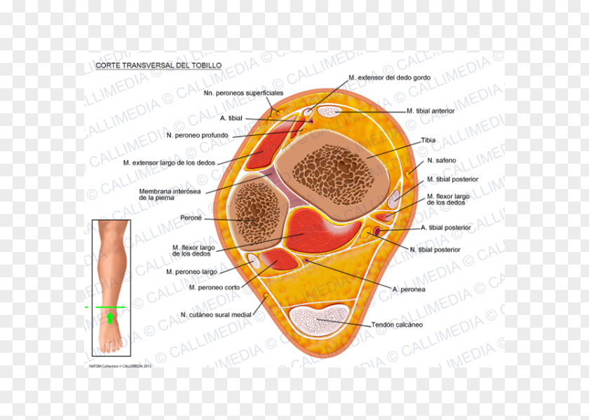 Gamba Crus Ankle Human Anatomy Transverse Plane PNG