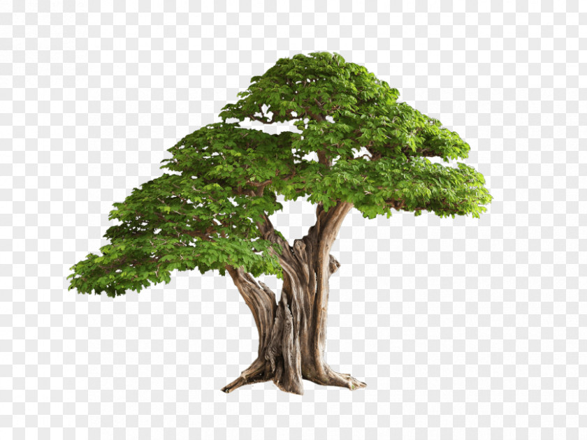 Tree Clip Art Image Washingtonia Palm PNG
