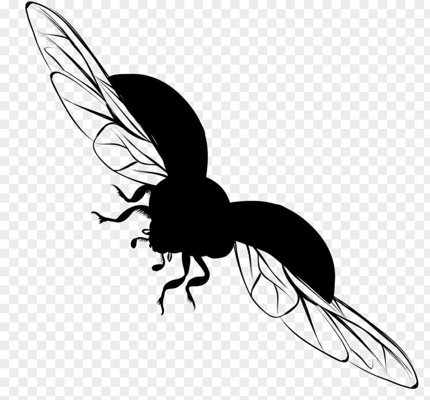Butterfly Clip Art Insect M / 0d Line PNG
