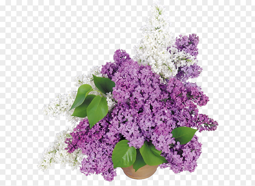 Flower Pot Common Lilac Bouquet Wallpaper PNG