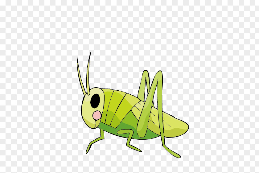 Large Grasshopper Insect Drawing Cricket Locust PNG