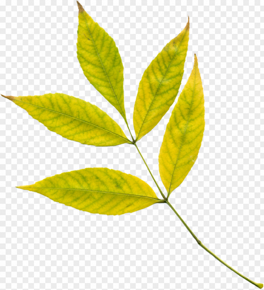 Leaf Autumn Color Plant Yellow PNG