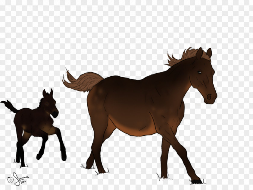 Mustang Mule Foal Mare Colt PNG