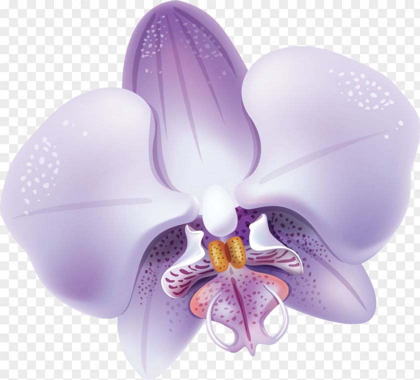 Orchid Moth Orchids Flower Violet Clip Art PNG